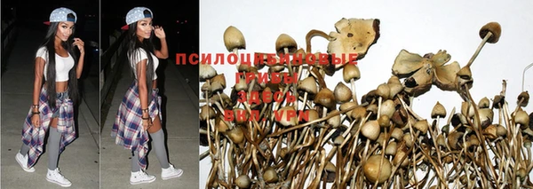 ГАЛЛЮЦИНОГЕННЫЕ ГРИБЫ Алексин